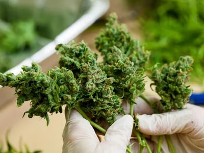 UK Weed Telegram Shop Trends and the Growing Online Cannabis Culture