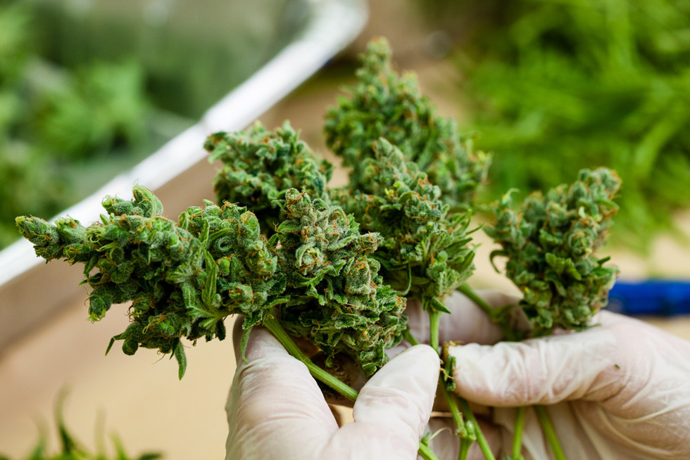 UK Weed Telegram Shop Trends and the Growing Online Cannabis Culture